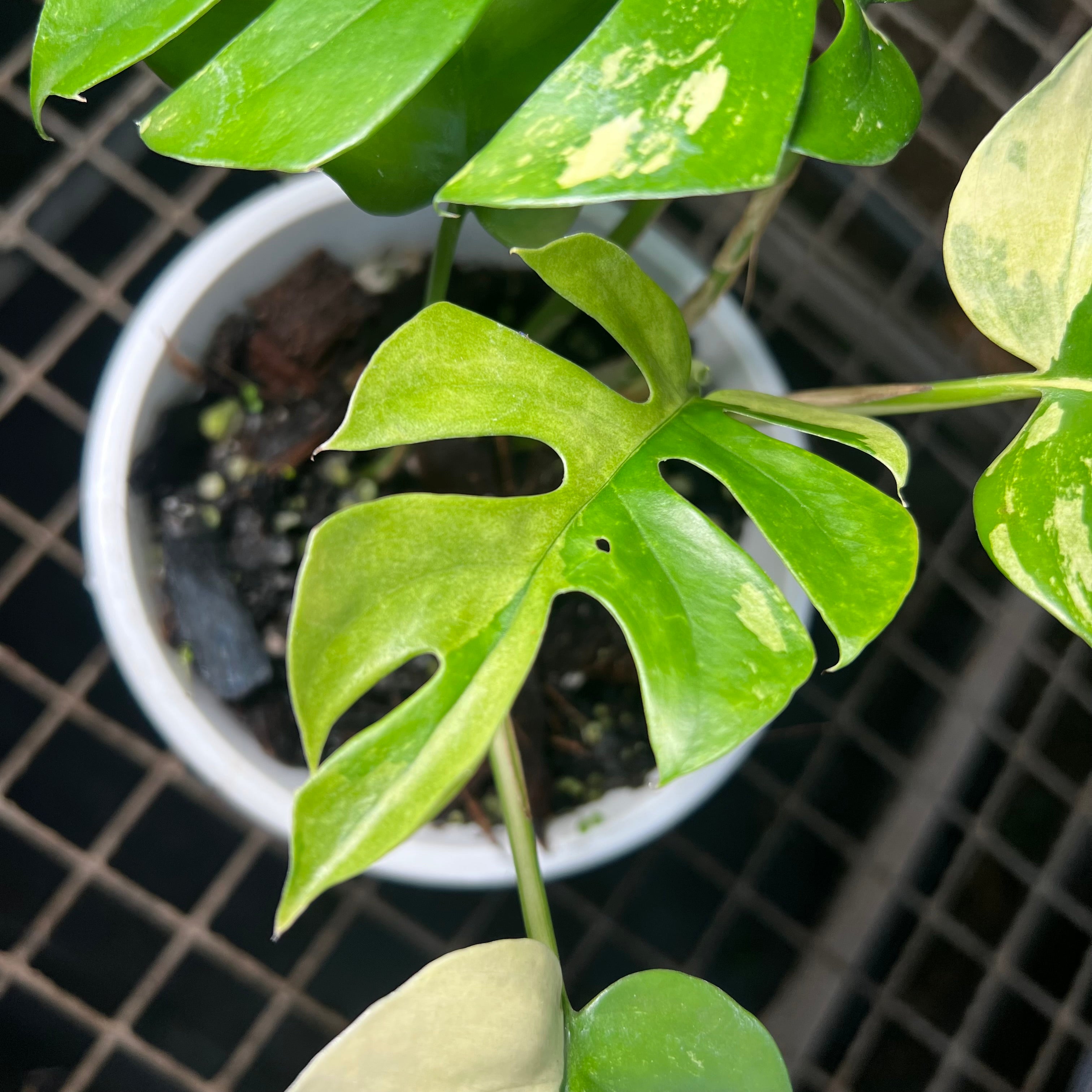 超希少Rhaphidophora Tetrasperma Migma Rhaphidophora tetrasperma Variegata – Entre Raízes Botânica