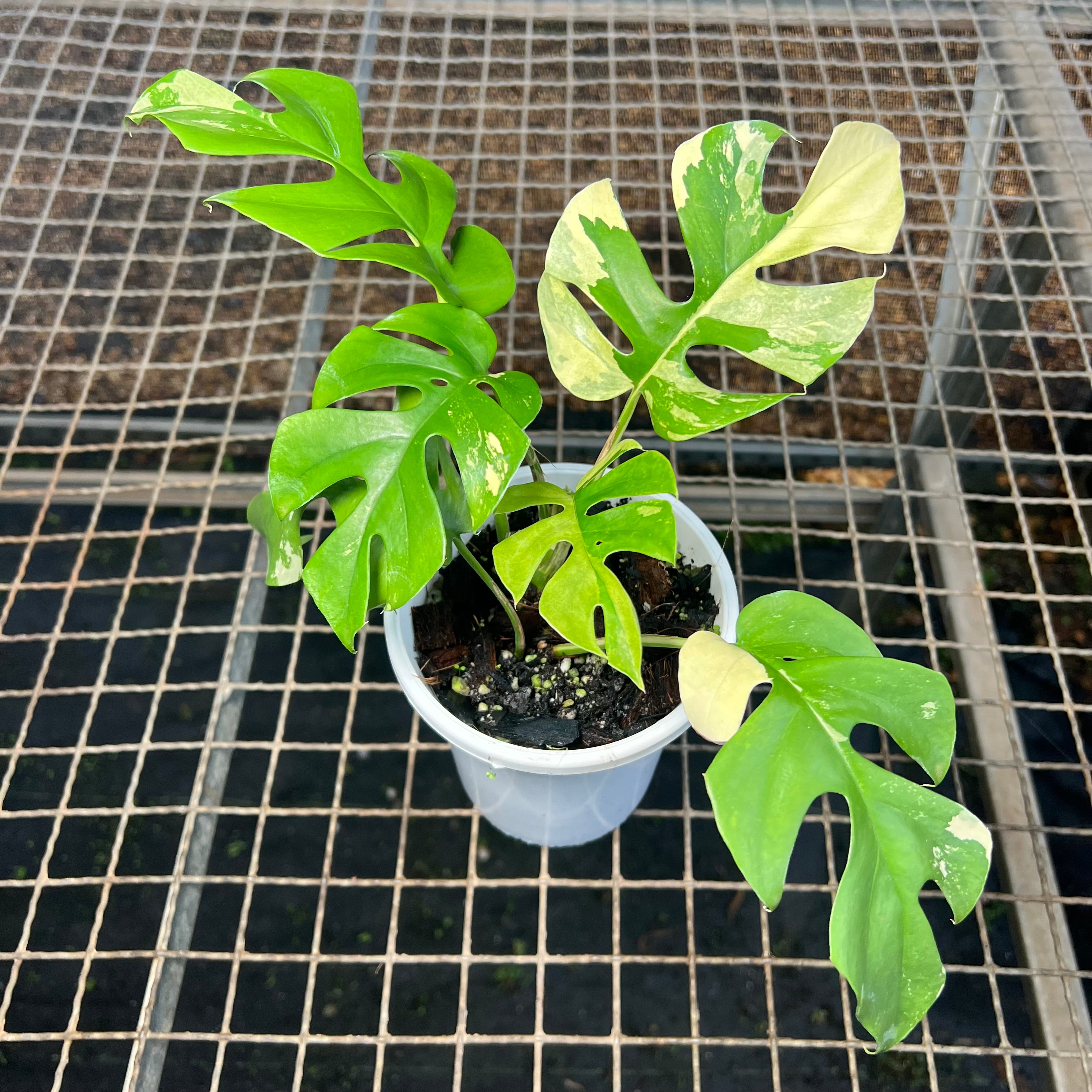 Rhaphidophora tetrasperma Variegata – Entre Raízes Botânica