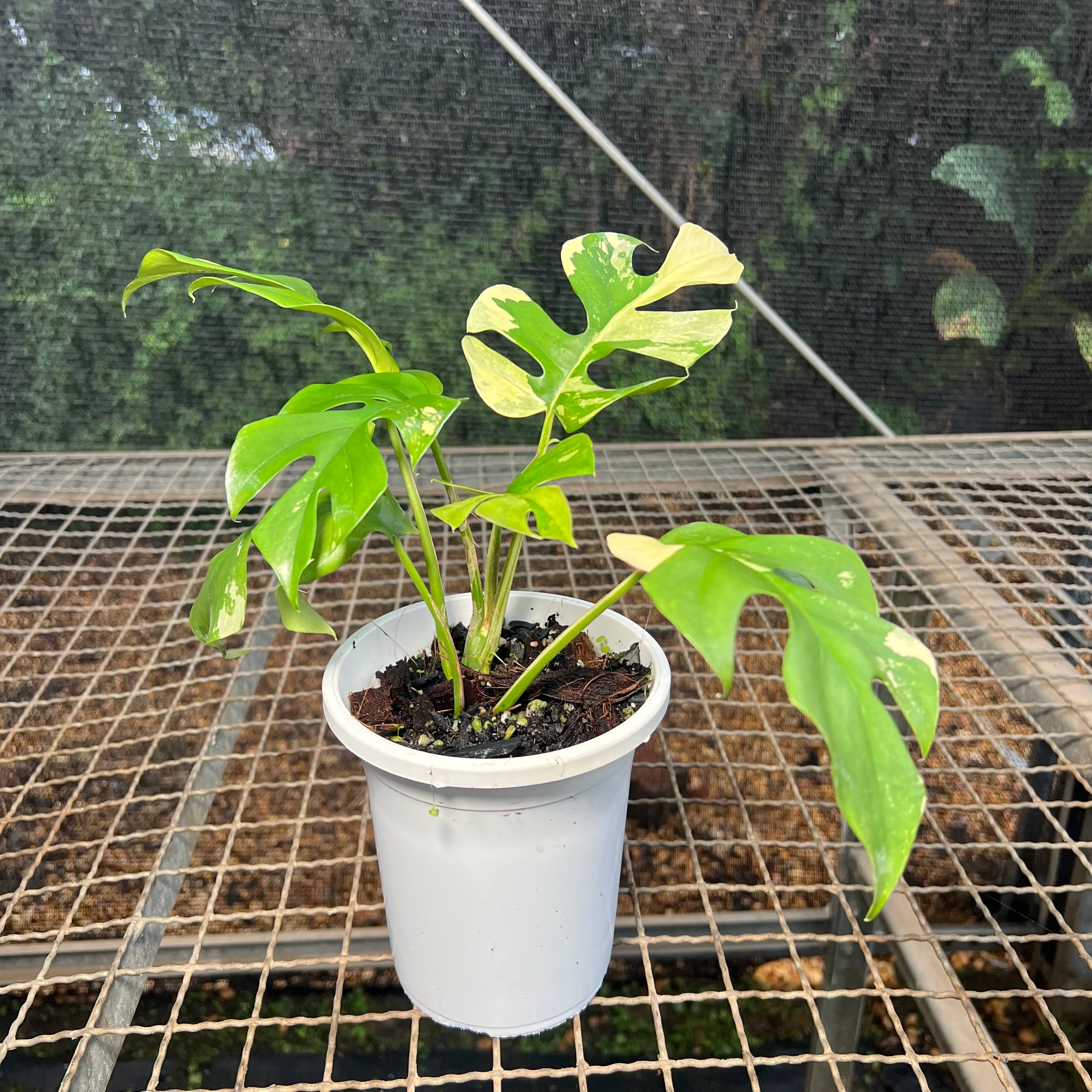 超希少Rhaphidophora Tetrasperma Migma Rhaphidophora tetrasperma - actabotanica.com.br