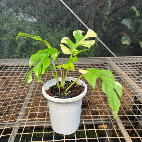 Rhaphidophora tetrasperma Variegata