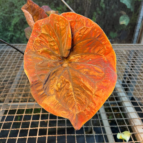 Caladium'Black Mamba' | Entre Raízes Botânica - Detalhe 2