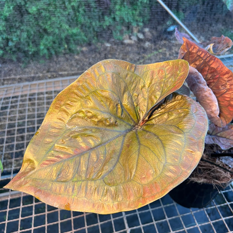 Caladium'Black Mamba' | Entre Raízes Botânica