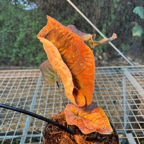 Caladium'Black Mamba' | Entre Raízes Botânica - Detalhe 3