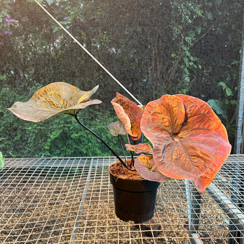 Caladium'Black Mamba' | Entre Raízes Botânica - Detalhe 4