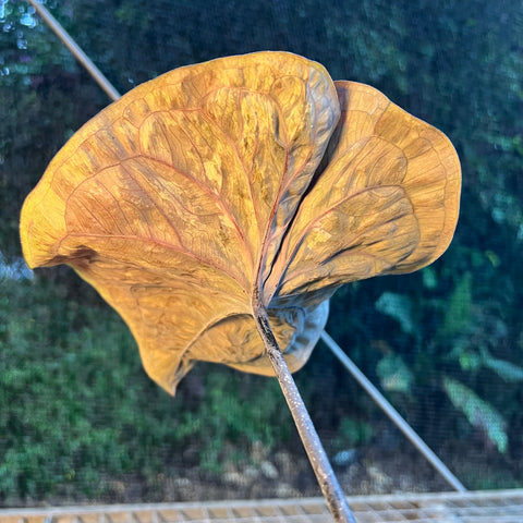 Caladium'Black Mamba' | Entre Raízes Botânica - Detalhe 5