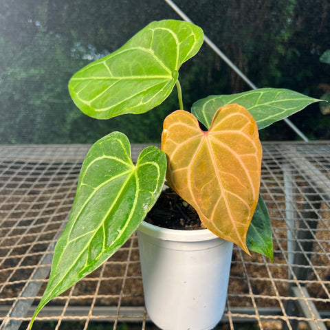 Anthurium Magnificum 'Entre Raizes'