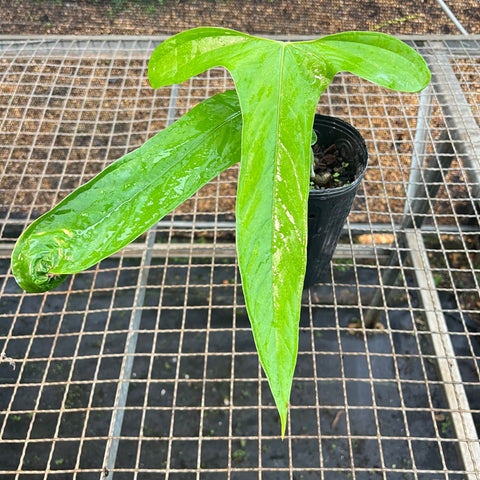 Anthurium  Moronense
