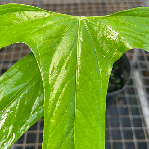 Anthurium  Moronense