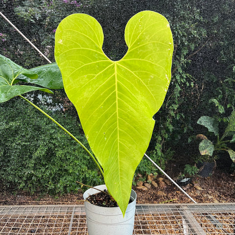 Anthurium sp.