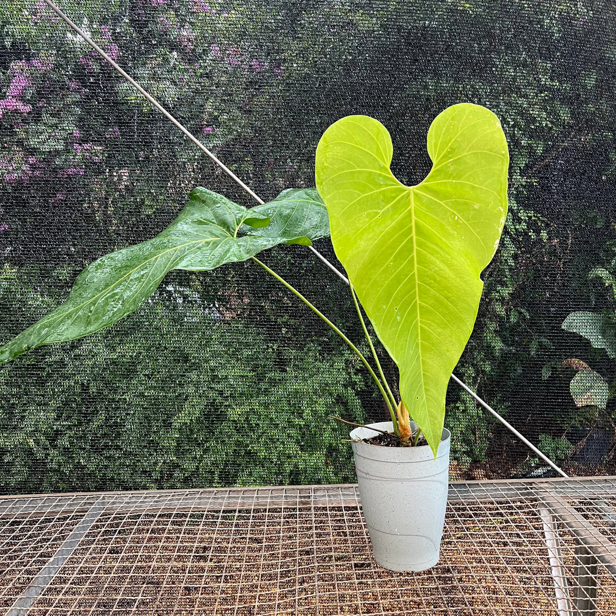 Anthurium sp. 'Colômbia' – Entre Raízes Botânica