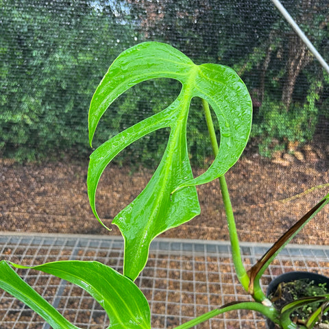 Monstera 'Burle Marx's Flame'