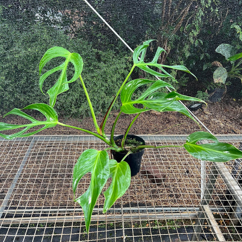 Monstera  'Burle Marx's Flame'