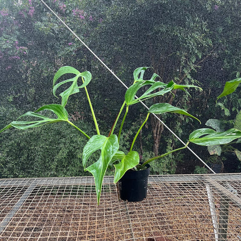 Monstera  'Burle Marx's Flame'