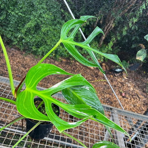Monstera  'Burle Marx's Flame'