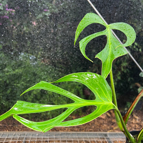 Monstera  'Burle Marx's Flame'