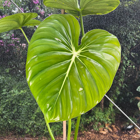 Philodendron Mcdowell