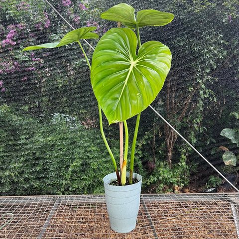 Philodendron Mcdowell | Entre Raízes Botânica - Detalhe 2