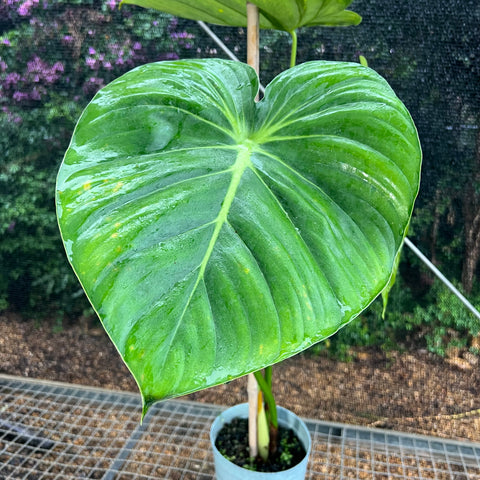 Philodendron Mcdowell | Entre Raízes Botânica - Detalhe 3