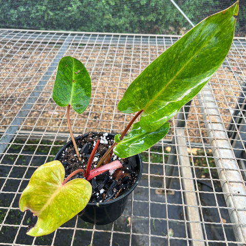 Philodendron 'Painted Lady'