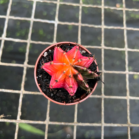 Cactus Gymnocalycium mihanovichii