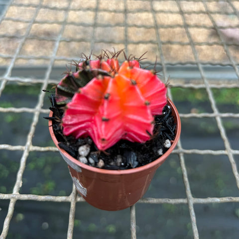 Cactus Gymnocalycium mihanovichii