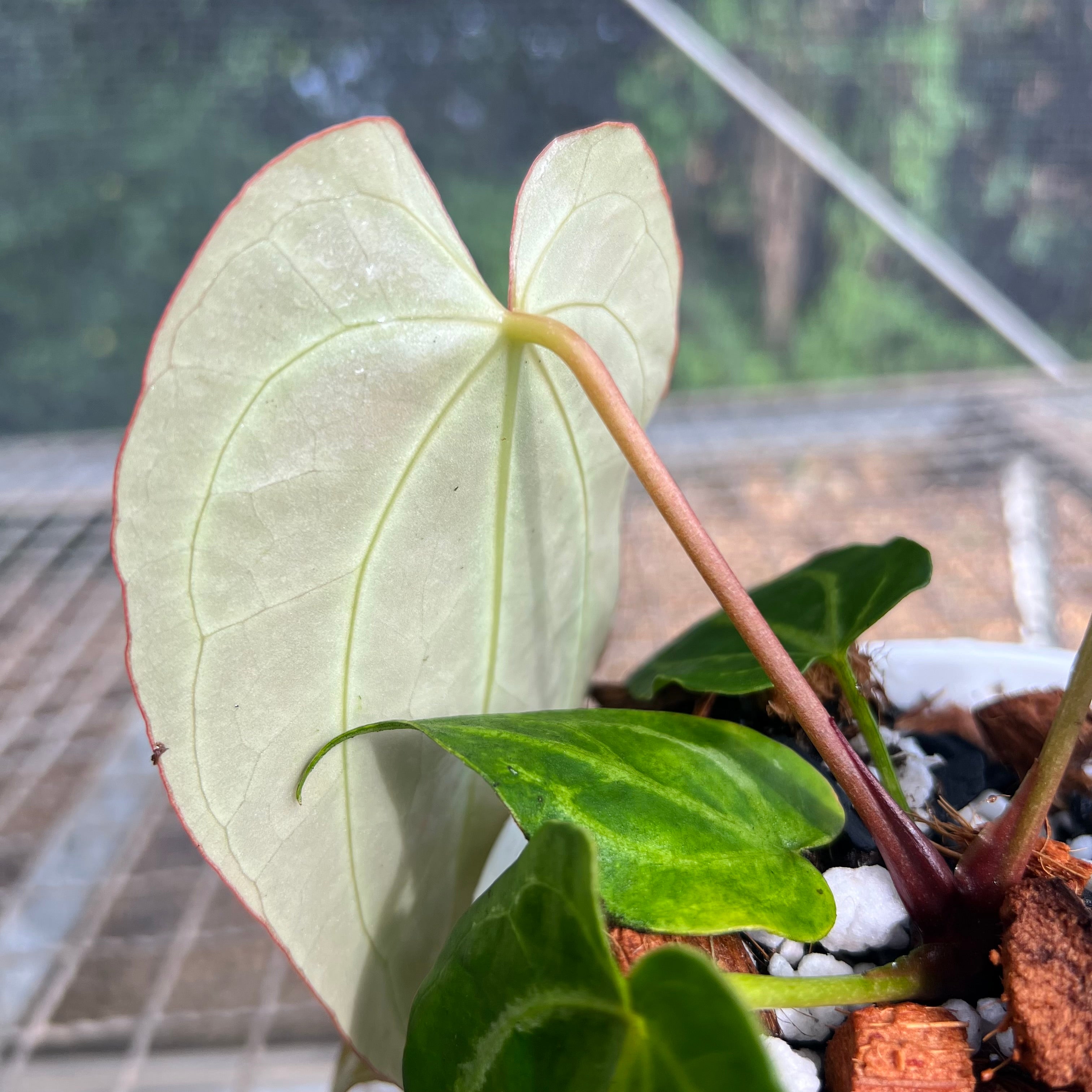 Anthurium 'Velvet Longline' (crystallinum x warocqueanum) – Entre