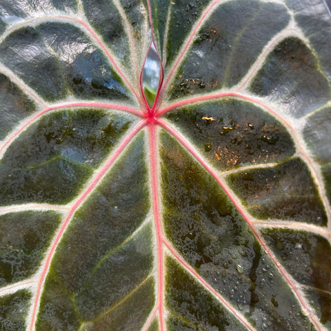 Anthurium Botanic - variação 01