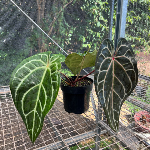 Anthurium Botanic - variação 01