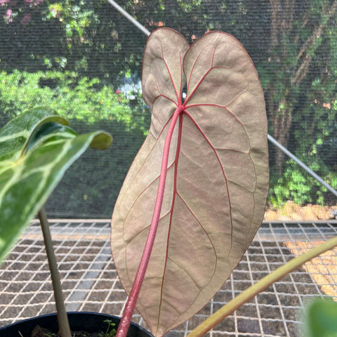 Anthurium Botanic - variação 01