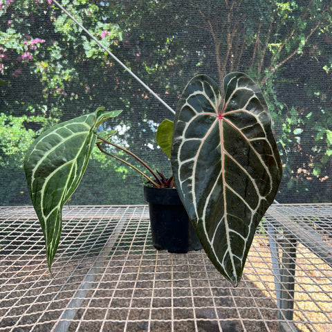 Anthurium Botanic - variação 01