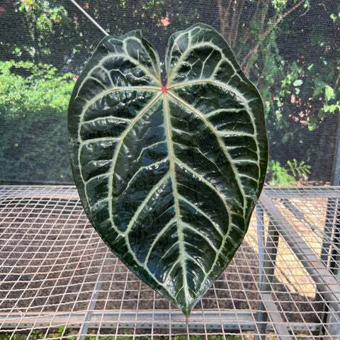 Anthurium Botanic - variação 02