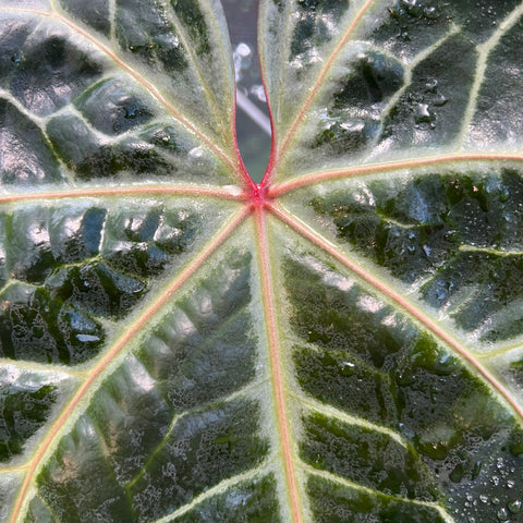 Anthurium Botanic - variação 02