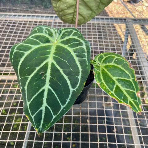 Anthurium Botanic - variação 02