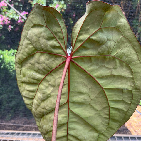 Anthurium Botanic - variação 02