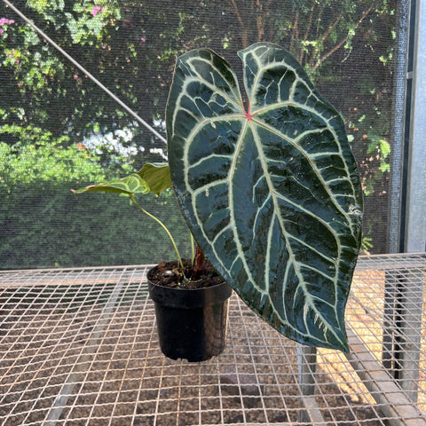 Anthurium Botanic - variação 02