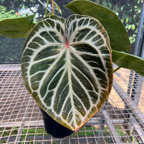 Anthurium Botanic - variação 03