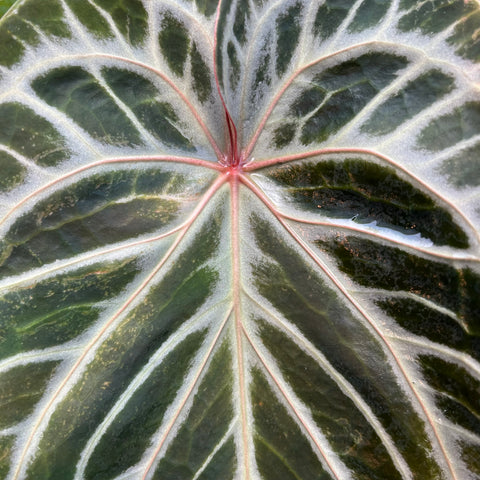 Anthurium Botanic - variação 03