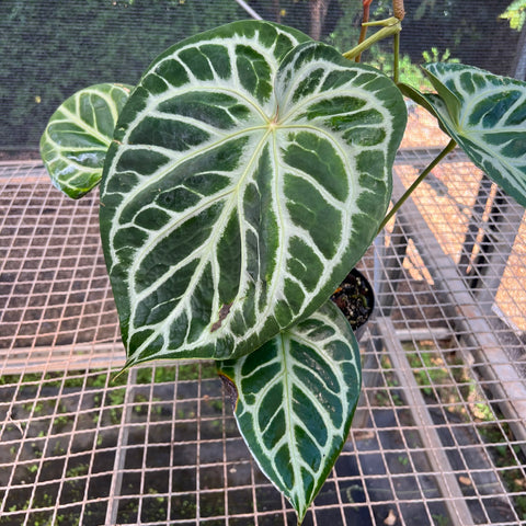 Anthurium Botanic - variação 03