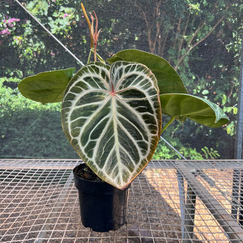 Anthurium Botanic - variação 03