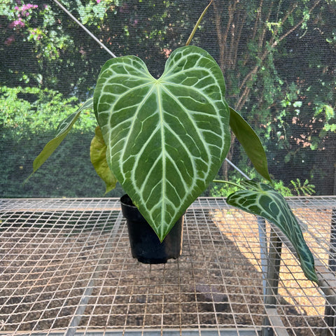 Anthurium Botanic - variação 04
