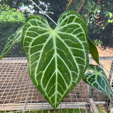 Anthurium Botanic - variação 04