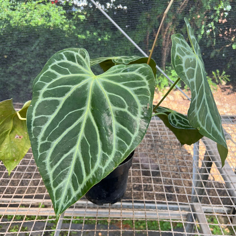 Anthurium Botanic - variação 04
