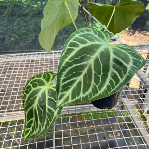 Anthurium Botanic - variação 04