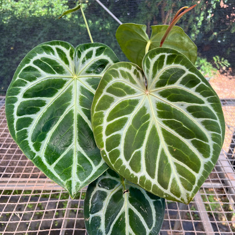 Anthurium Botanic - variação 05