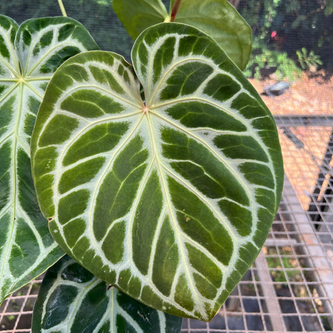 Anthurium Botanic - variação 05