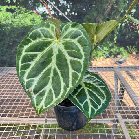 Anthurium Botanic - variação 05