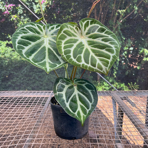 Anthurium Botanic - variação 05