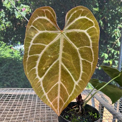 Anthurium Botanic - variação 06 | Entre Raízes Botânica