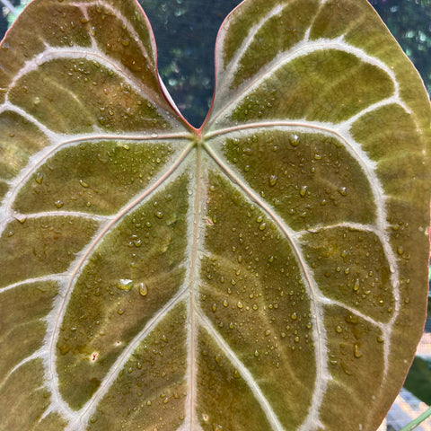 Anthurium Botanic - variação 06 | Entre Raízes Botânica - Detalhe 2