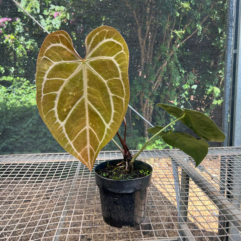 Anthurium Botanic - variação 06 | Entre Raízes Botânica - Detalhe 3